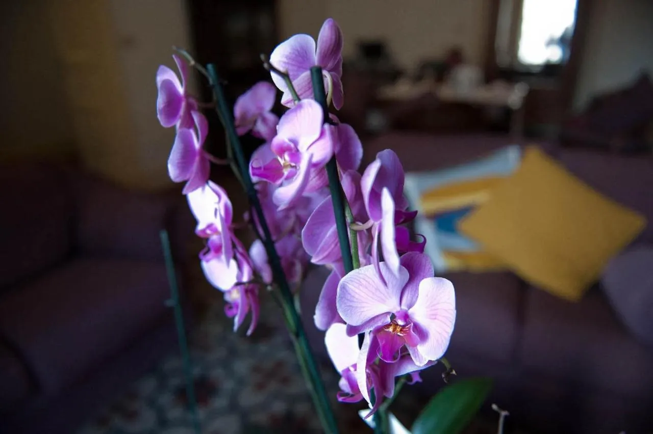 Ivana B&B CTA 3*,  Italien